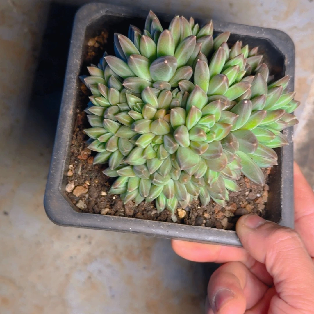 七彩美人福利多肉111111111