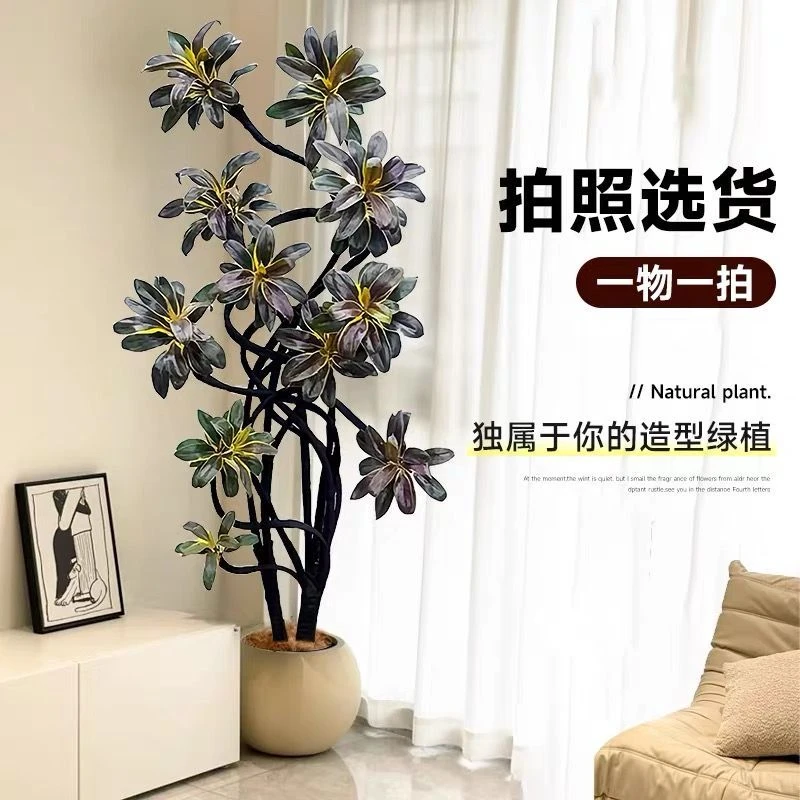 紫气东来黑叶娃娃朱蕉盆栽老桩造型绿植室内客厅大型网红植物耐阴