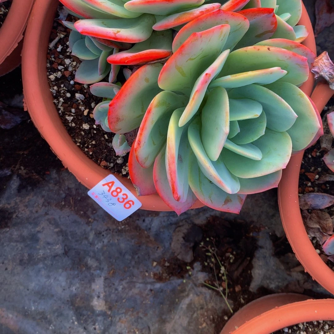 漠***重血凤群生多肉植物