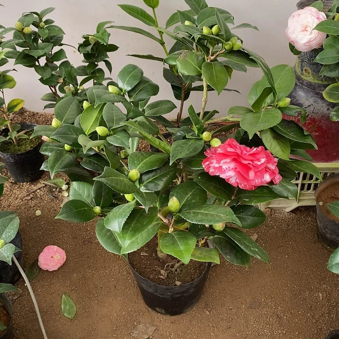 完全开放青叶贝拉茶花