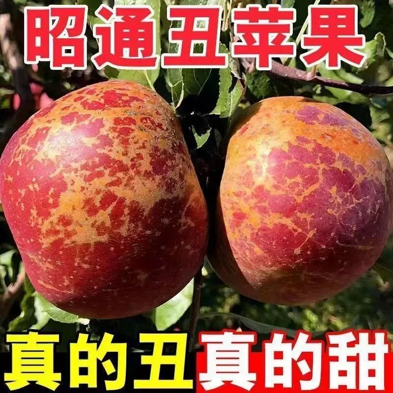 云南昭通冰糖心丑苹果新鲜现摘脆甜多汁营养丰富的水果早熟苹果