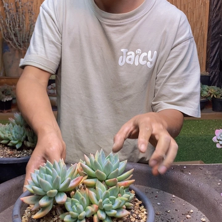 猫***️113号红蛋多肉植物
