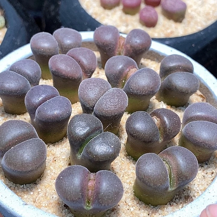 黑玫瑰风铃一颗