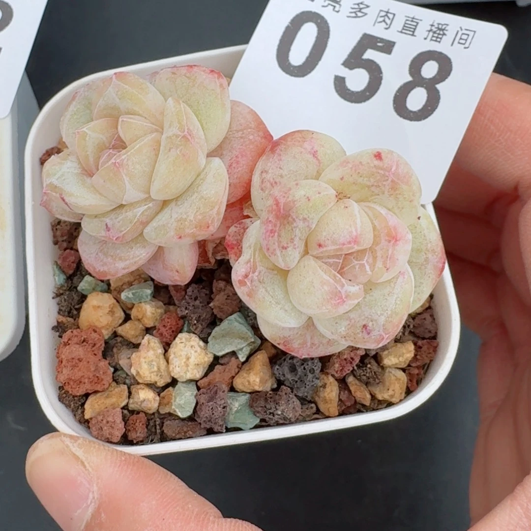 石化冰玉双头      愿你一路坦途，乘风破浪展宏图