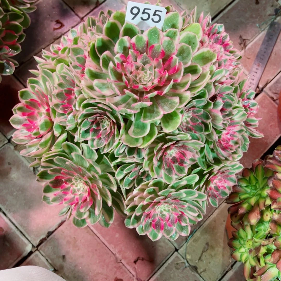 955孔雀翎法师多肉植物