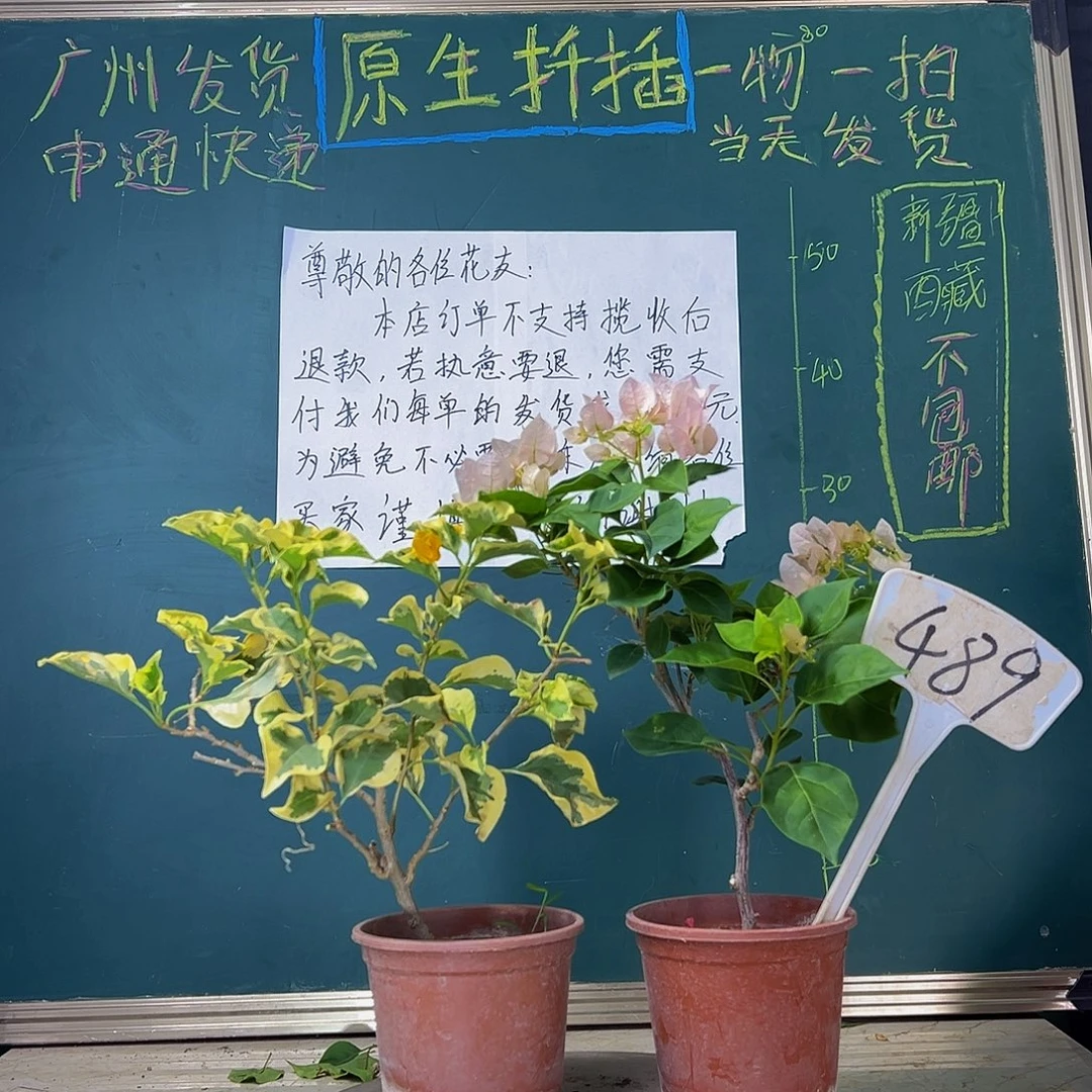 当前无花栽培后可以开花 福利 暗斑丽人 金边黄489