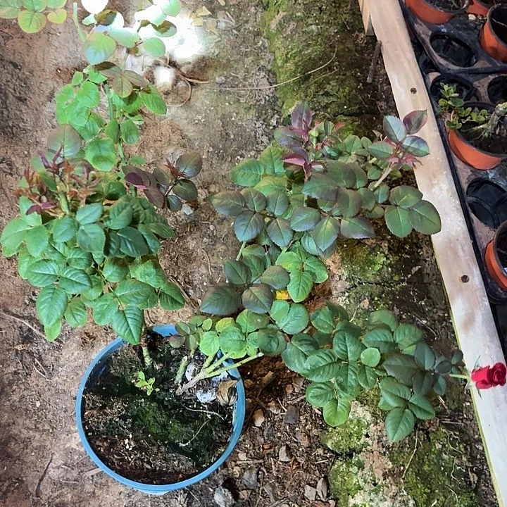 无花朵落日晚霞二加