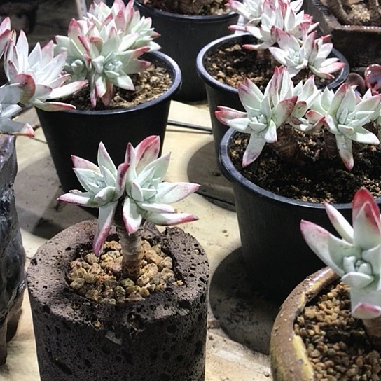 韩货刘丹仙女棒杯