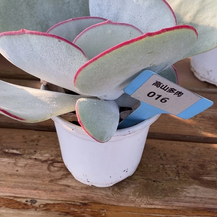 D016- 直播福利 白眉