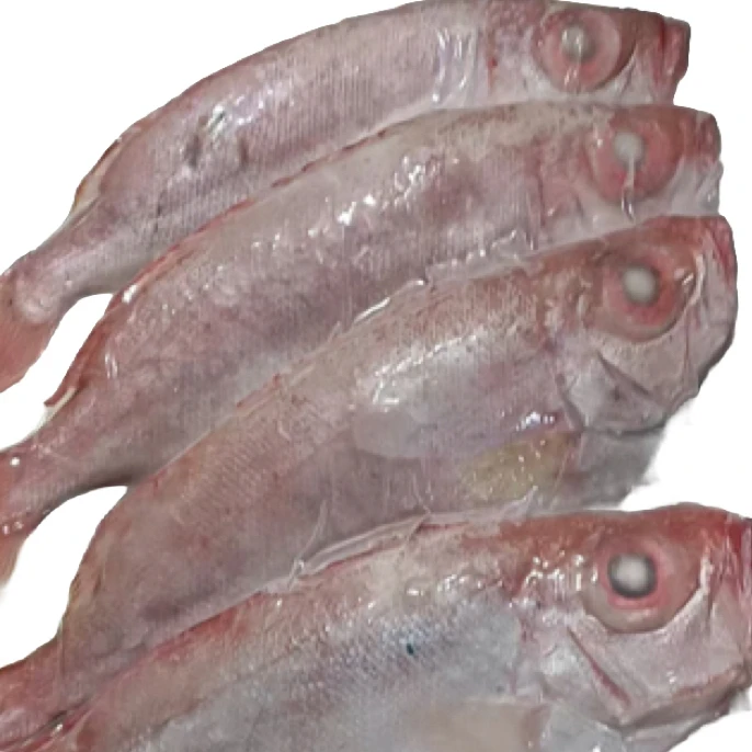 新鲜海捕东山目鲢顺丰冷链包邮发货虾三文鱼马友鱼海鱼海鲜鱿鱼