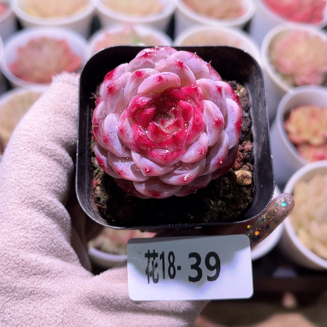 花利美18-39天鹅绒