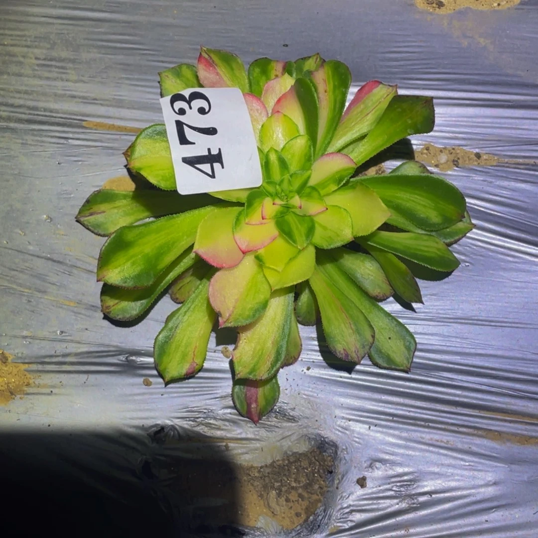 知否多肉植物多肉473