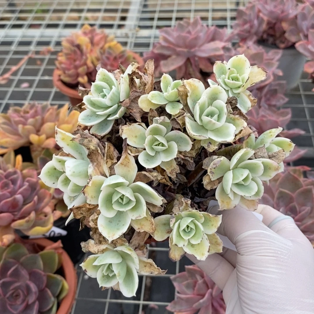 204柠檬玫瑰锦一物一拍