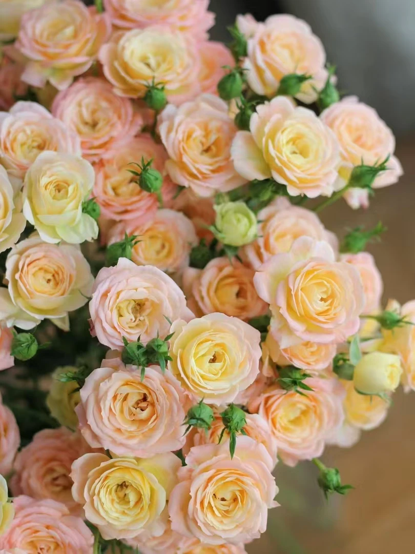 【源头一手价】小头簪花笑泡泡10支 多头玫瑰 云南基地鲜花 直发