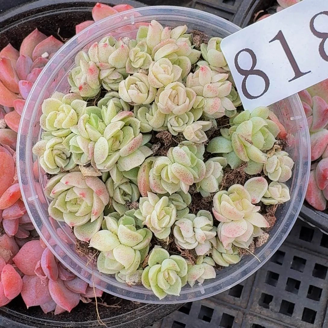 多肉植物多肉植物818