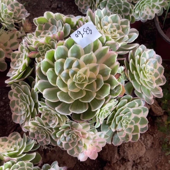 菲***儿8-3-60西施法师锦寄养