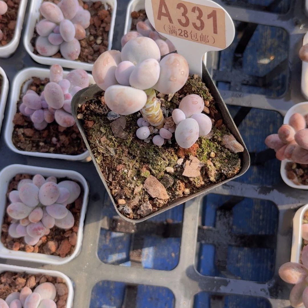 A331水光针一物一拍