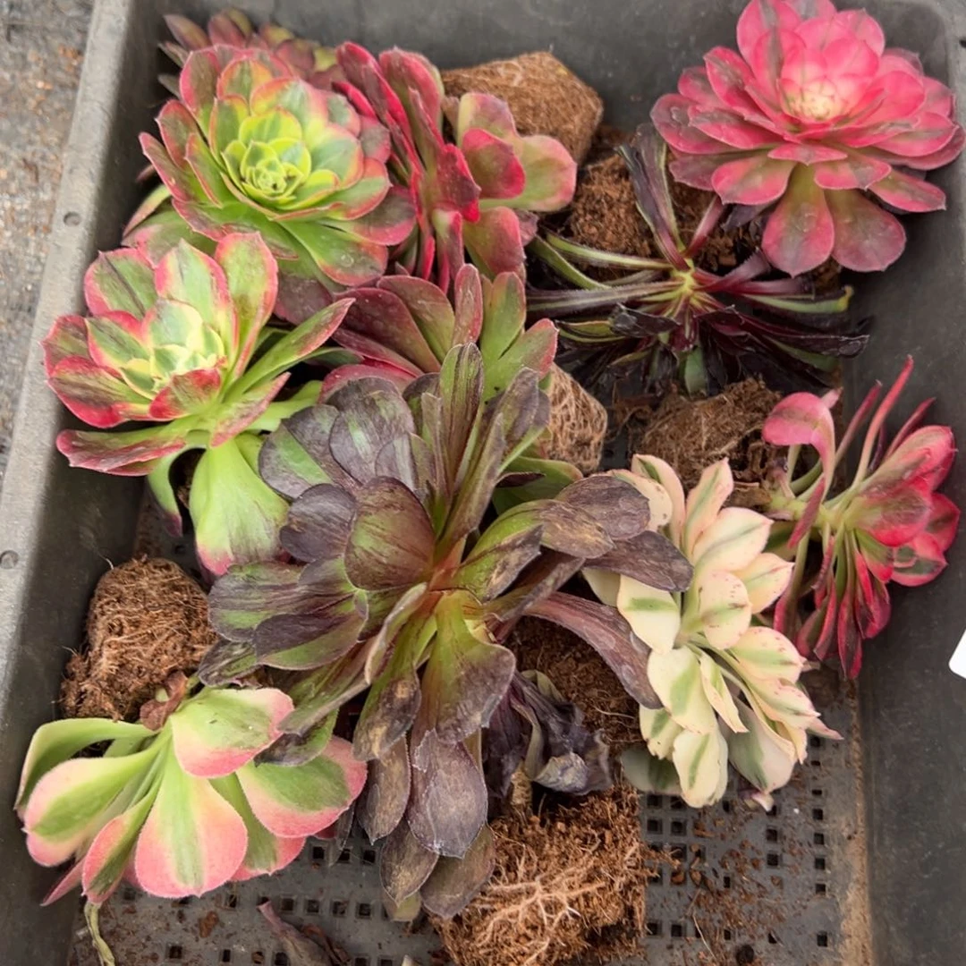 37一筐duorouxixixixi多肉