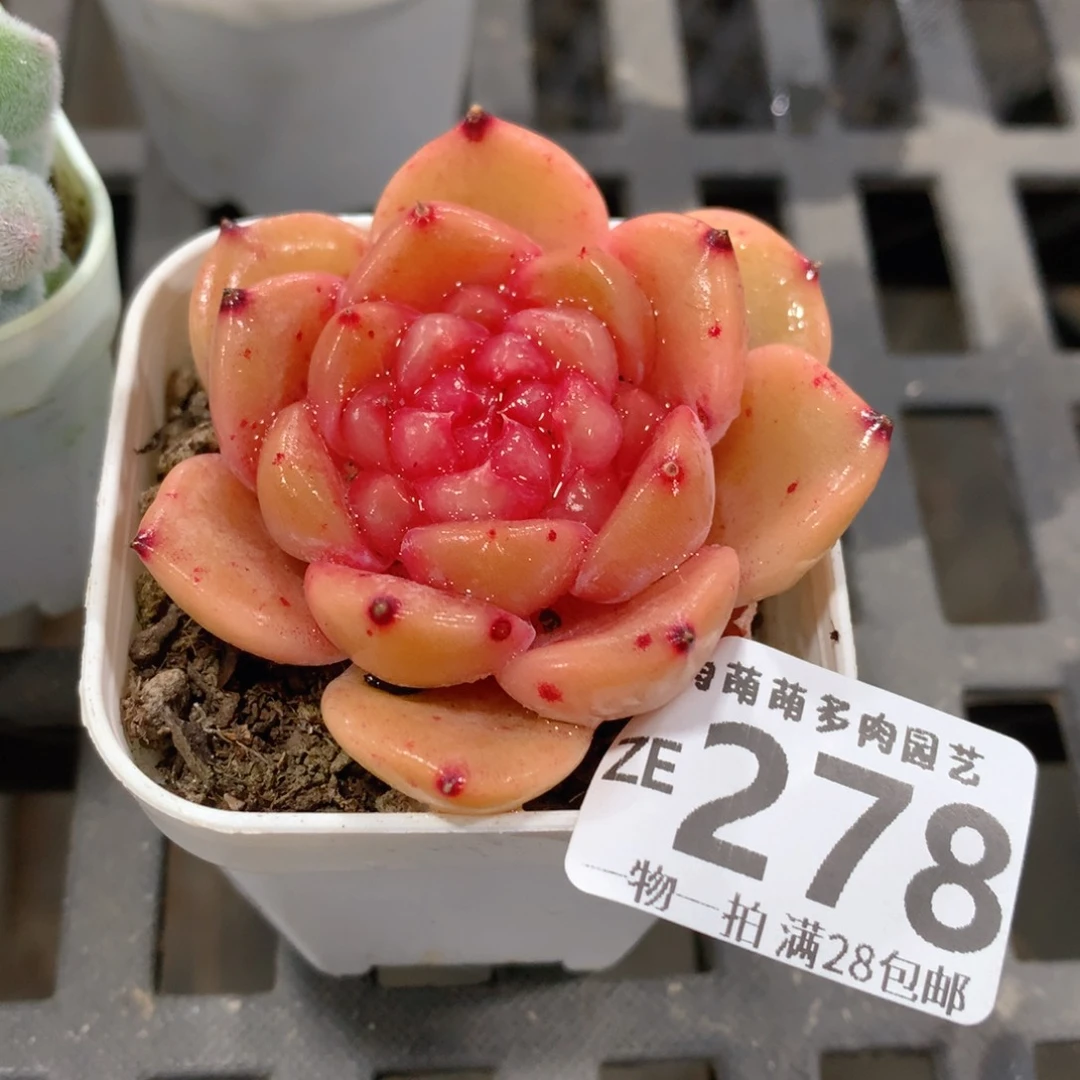 肉萌萌拇指盆精控多肉ZE278