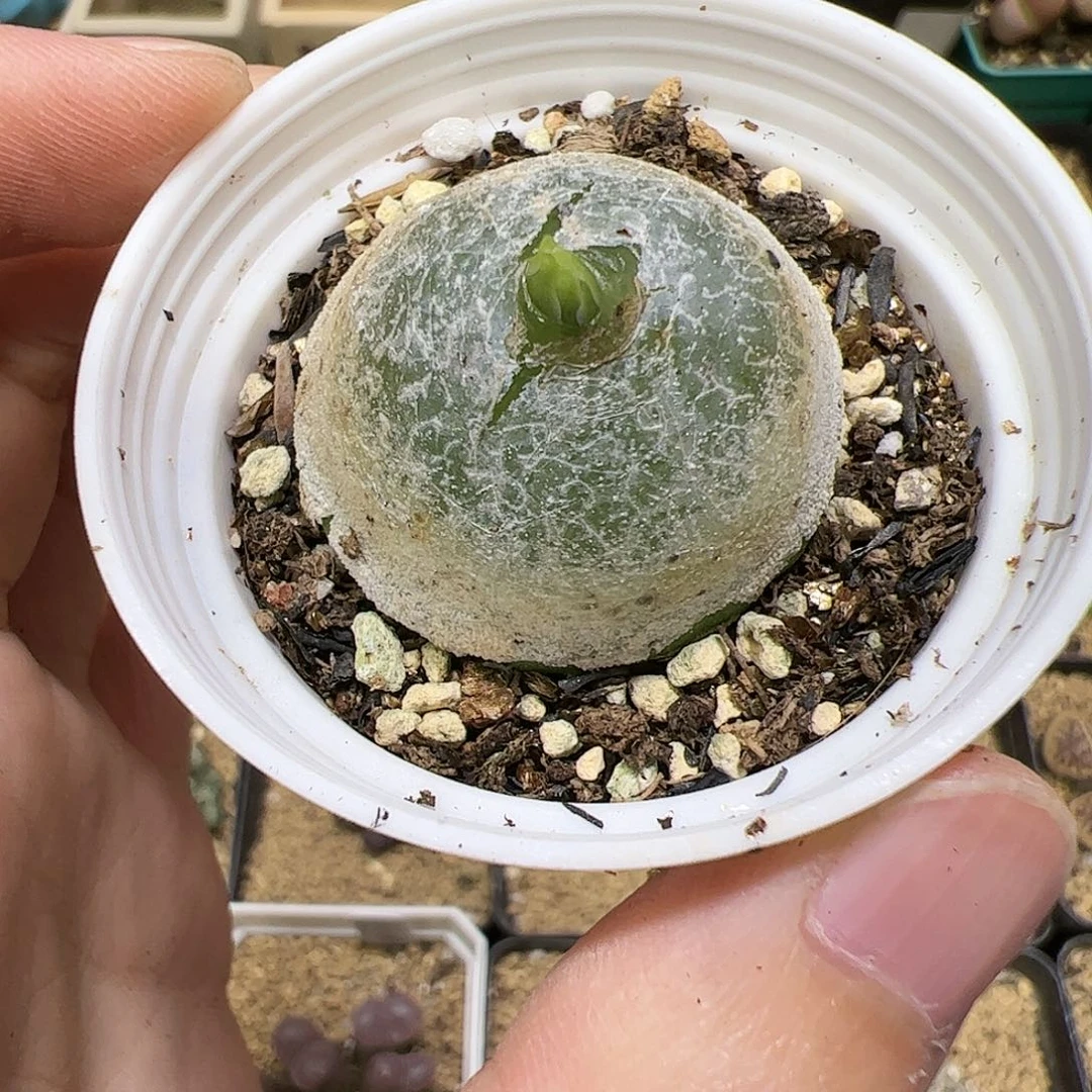 【闪购商品】195 灯泡2cm+