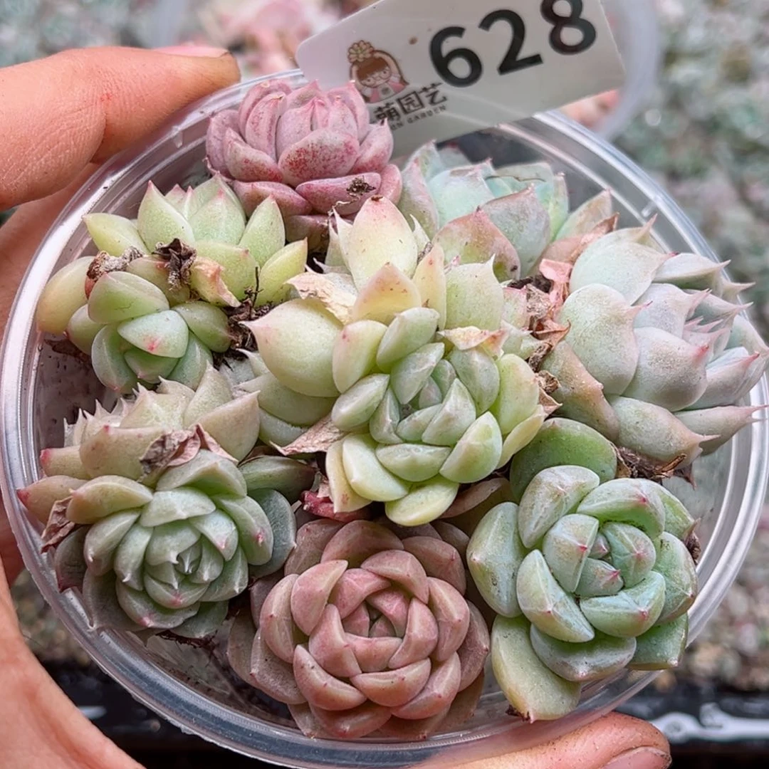 多肉植物多肉植物