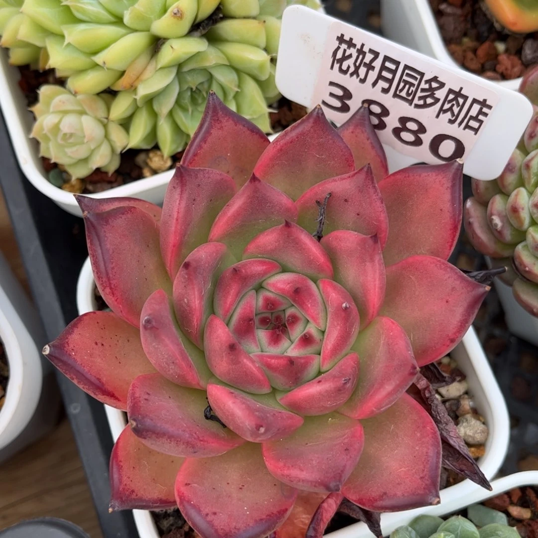 多肉植物3880. 满30包邮