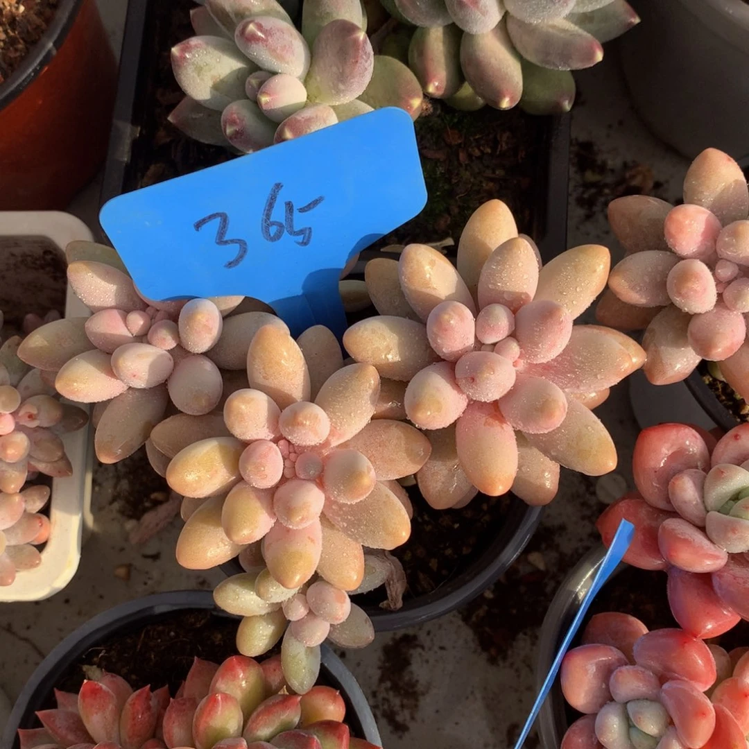 粉色恋人6272622622