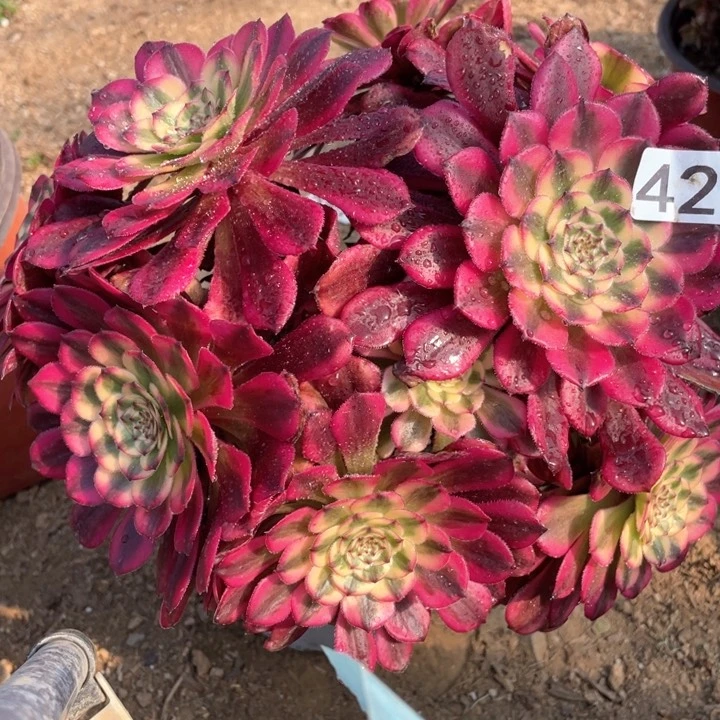 427多肉月蝉植物