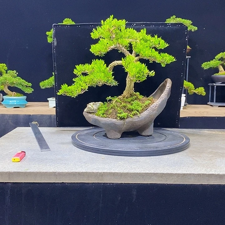无花朵M黄杨盆景四季常青