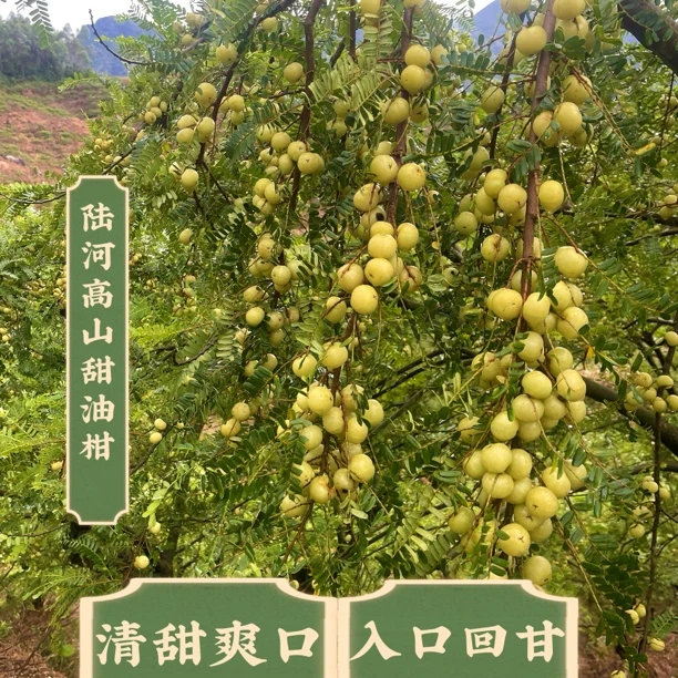 （中大果）潮汕新鲜丙甜油甘果入口回甘榨汁的孕妇水果可生吃榨汁