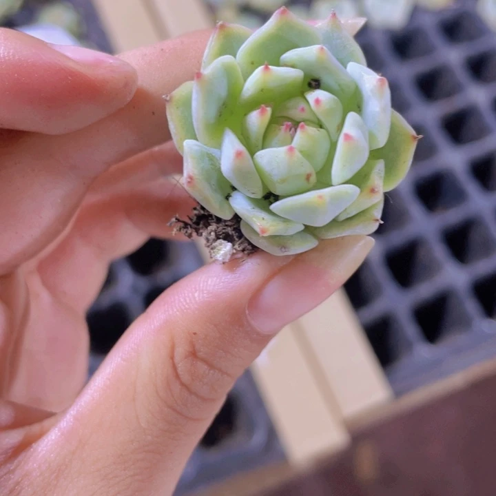 72精品TP  2颗一组