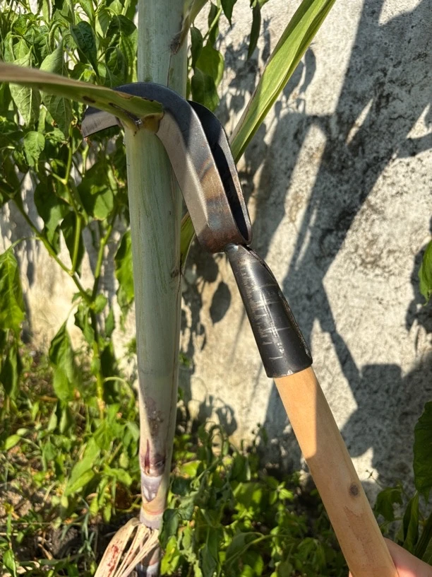 全钢剥甘蔗叶刀高效省力撕扒甘蔗老叶专用农用工具甘蔗剥叶专用刀
