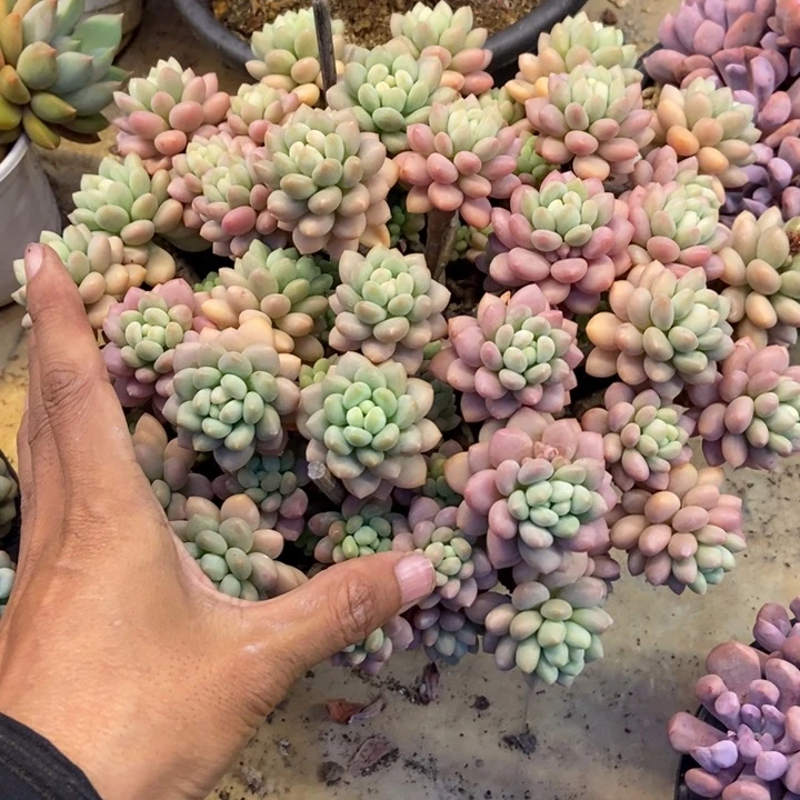 别*多肉植物一物一拍