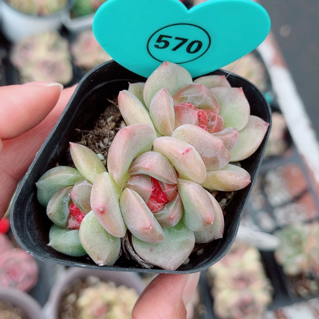 小***西570号小老桩新品珍妮群