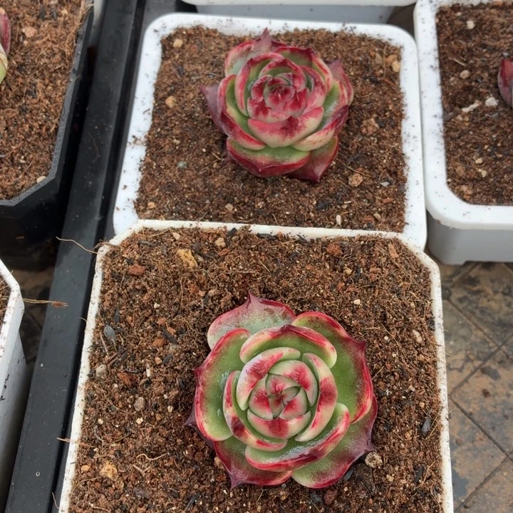 风***年多肉植物惊鸿仙子