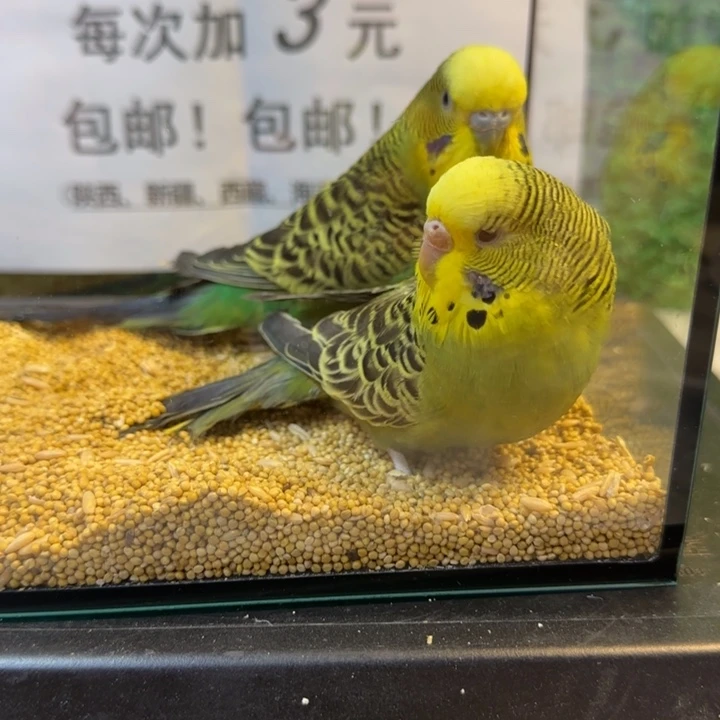 虎皮鹦鹉大头虎皮鹦鹉