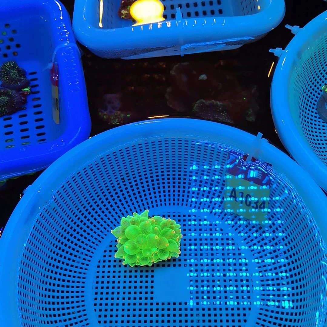 草皮珊瑚1034绿奶海葵