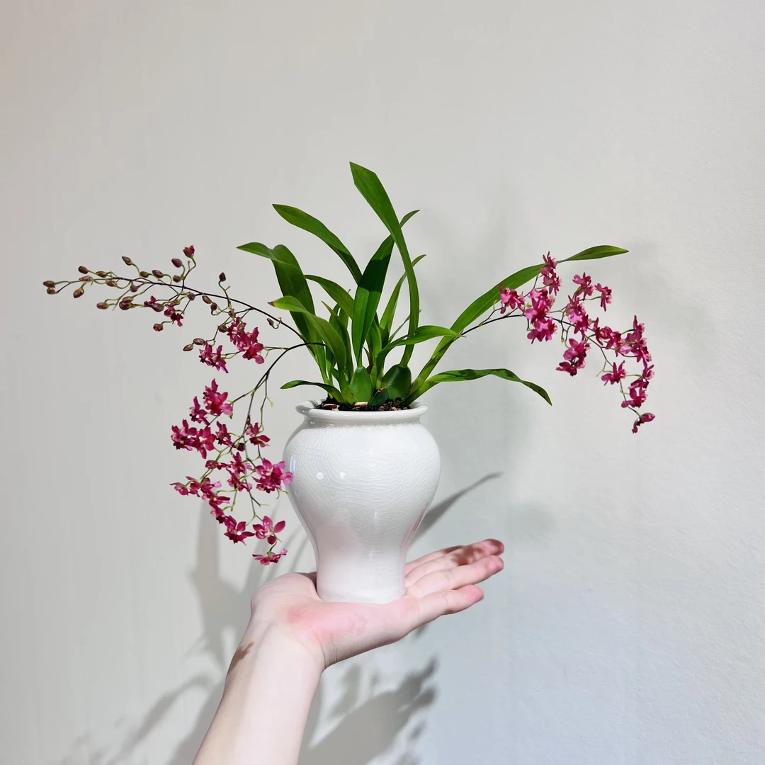 满堂红梦香兰室内好养加赠花瓣青瓷盆