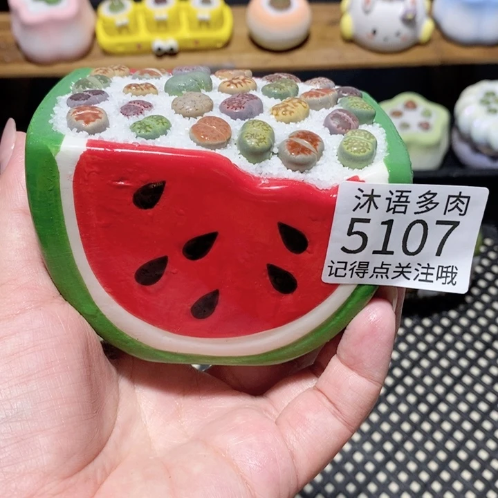 带盆土植物 一物一拍5107盆微瑕