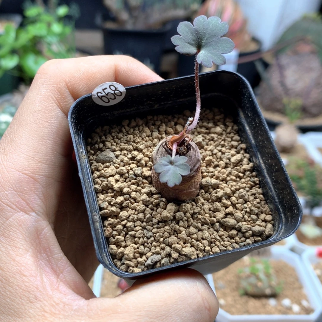 肾叶杨葵母本带盆658