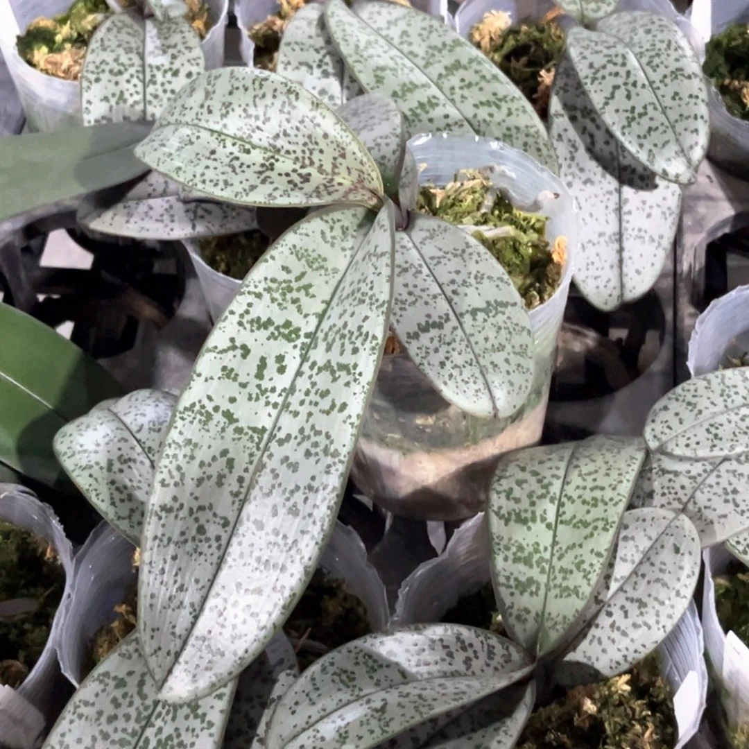 无花朵3.5寸银叶脉纹分生苗