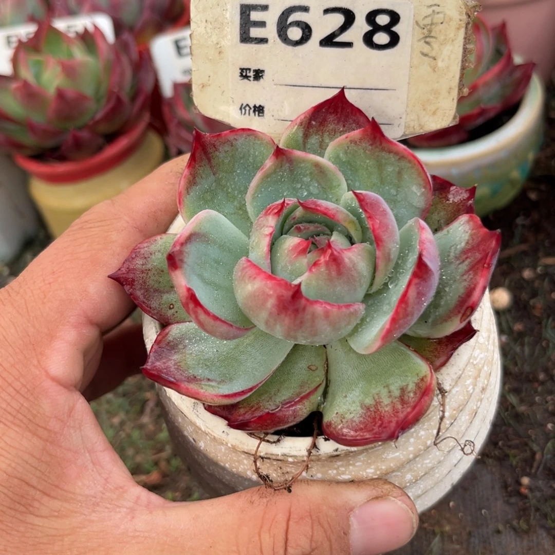 惊鸿一瞥628号多肉