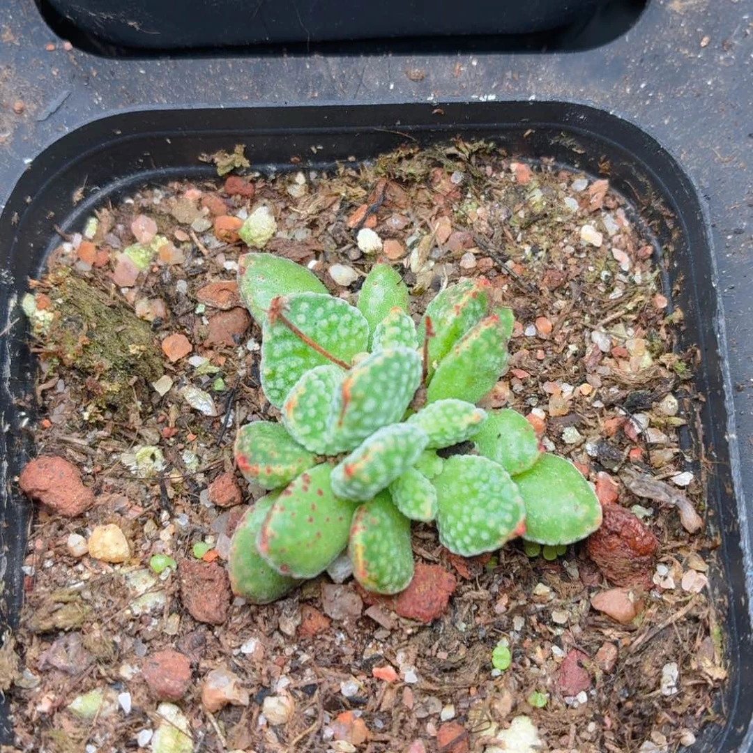 火星兔子多肉9.9包邮发货