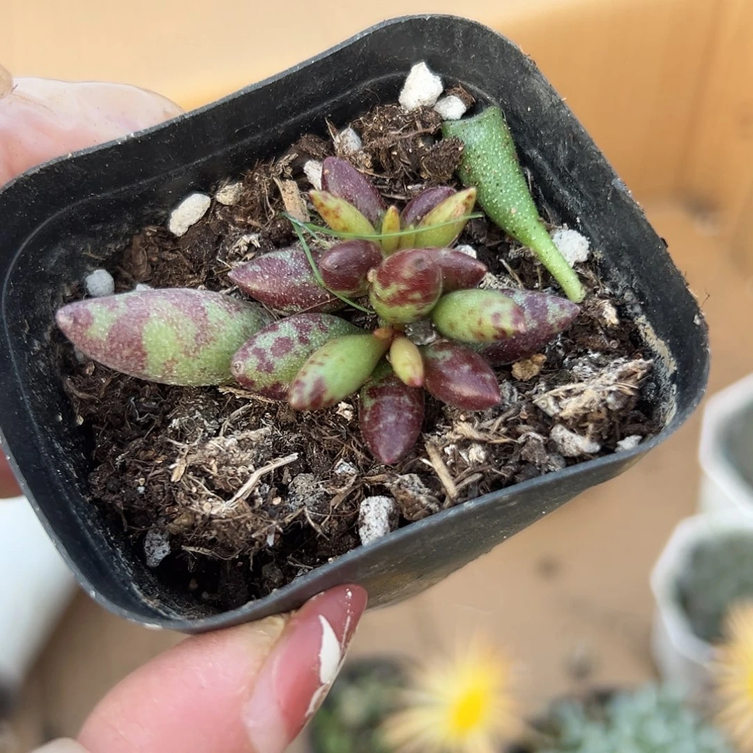 多肉植物梅花鹿群