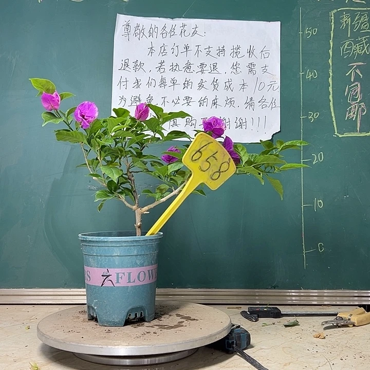 当前无花栽培后可以开花炸   六翼天使  658