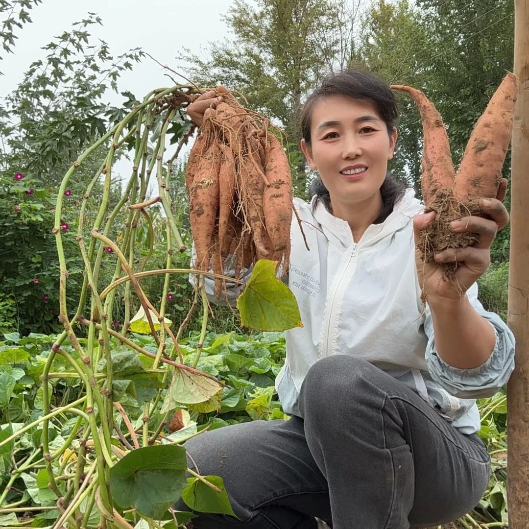 【土妹】现挖红薯（发出不退，介意勿拍）