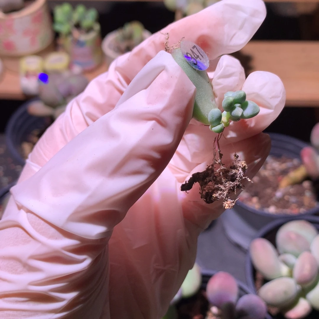 347 天空美人奶酪多肉