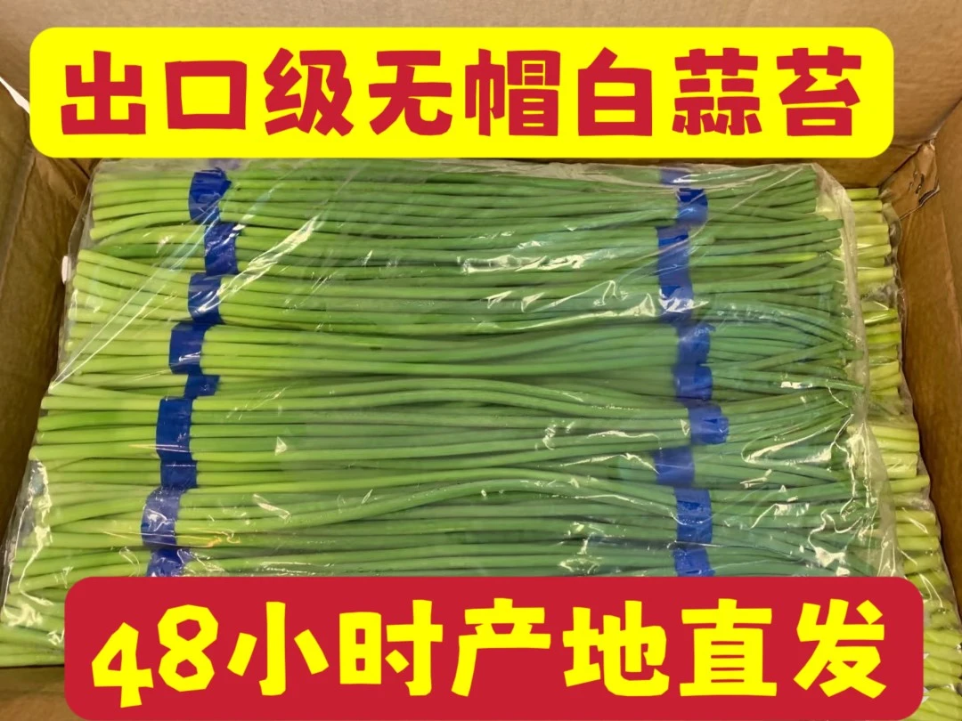 （出口精品无帽白蒜薹）2024年当季鲜蒜薹切头去尾净菜农家自种蒜