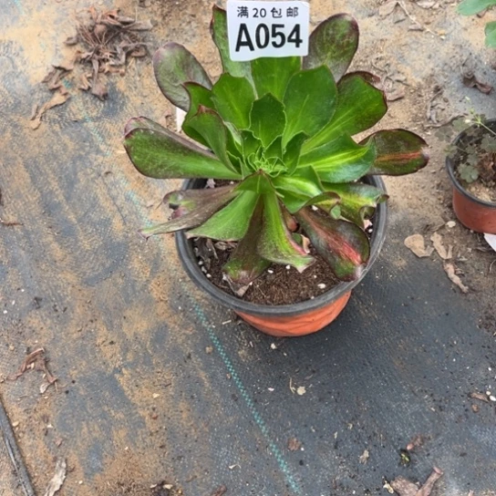 054魅影七彩不包断枝