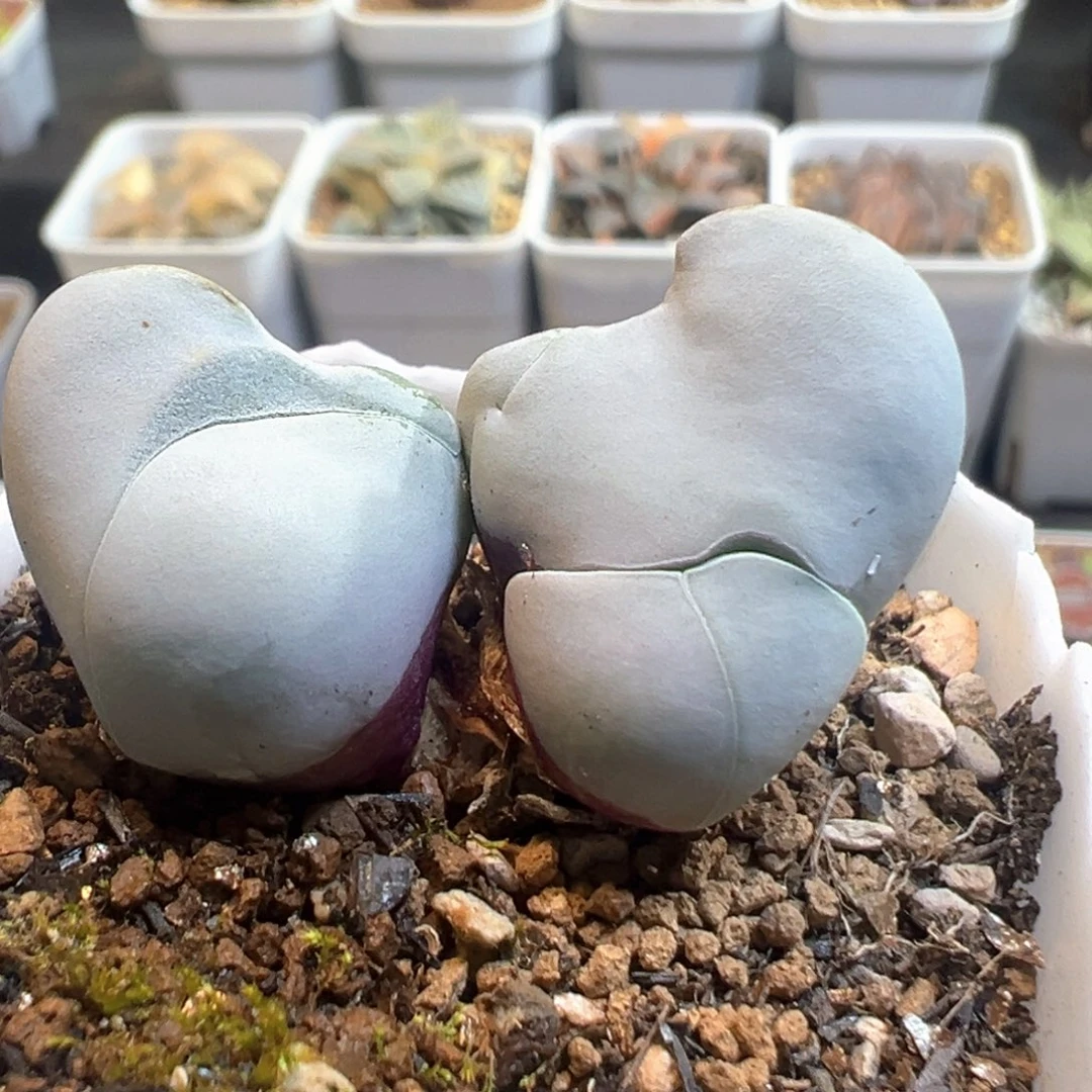 65多肉植物百科知识白魔